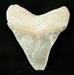Serrated Bone Valley Megalodon Tooth #17182-1